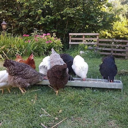 Le Marais Des Littes Lejlighed Chonas-lʼAmballan Eksteriør billede